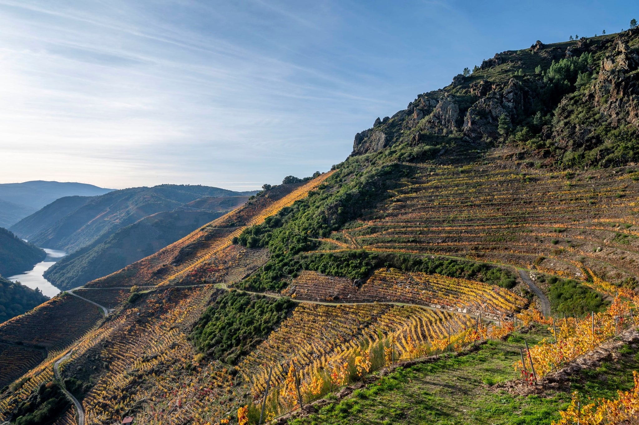 viñedos ribeira sacra tradición gallega